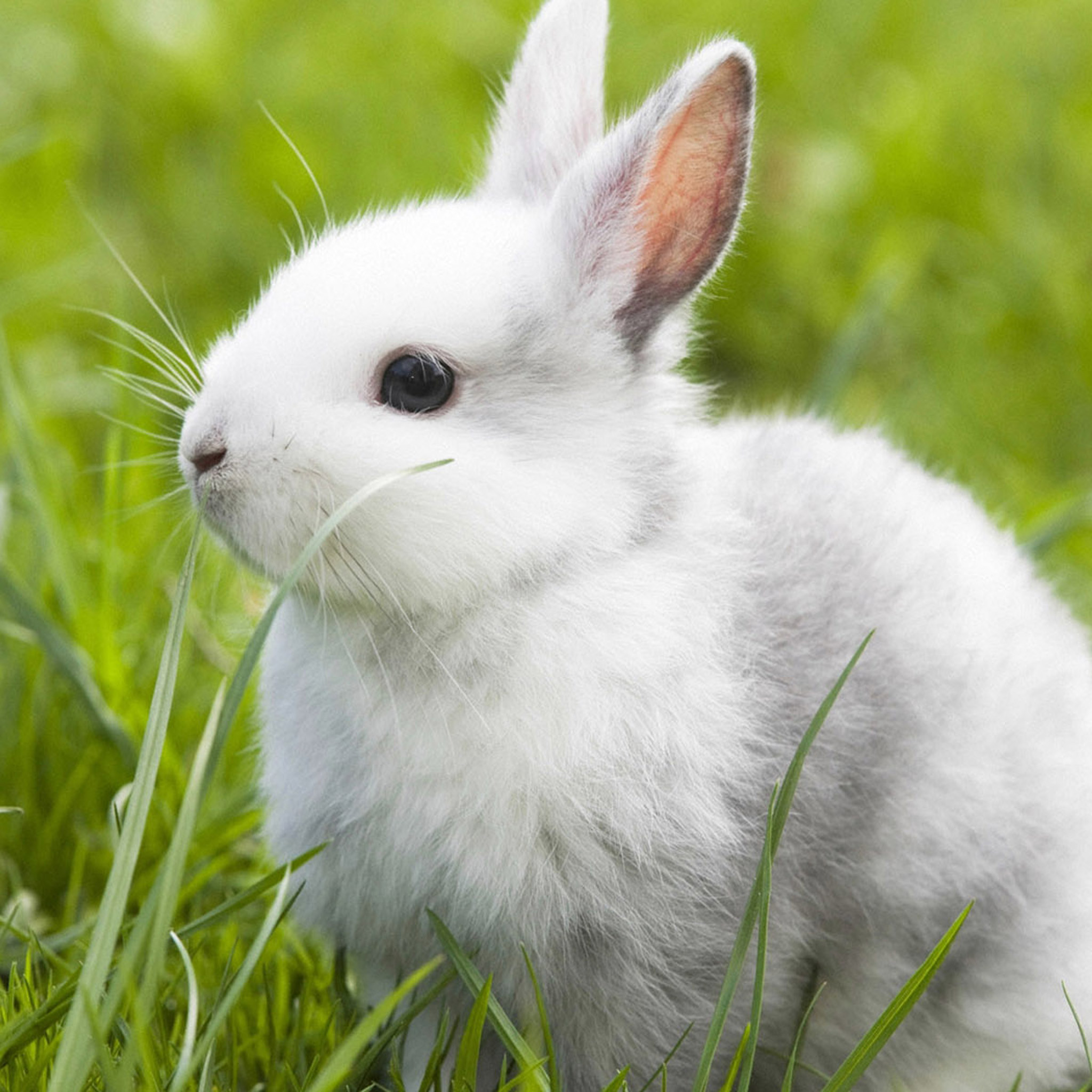 Hình ảnh con Thỏ đáng yêu