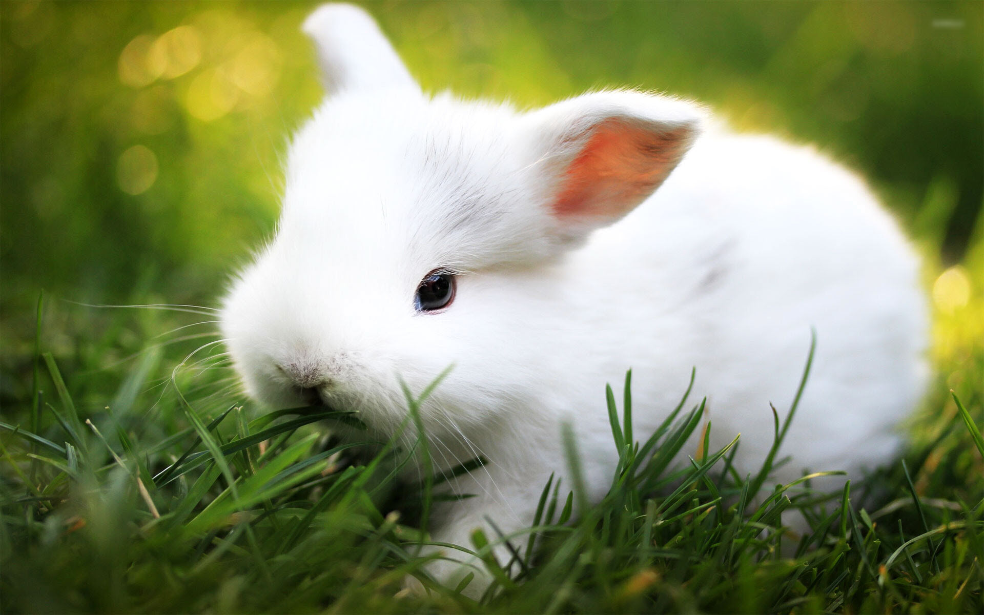Hình ảnh con Thỏ đẹp và dễ thương nhất