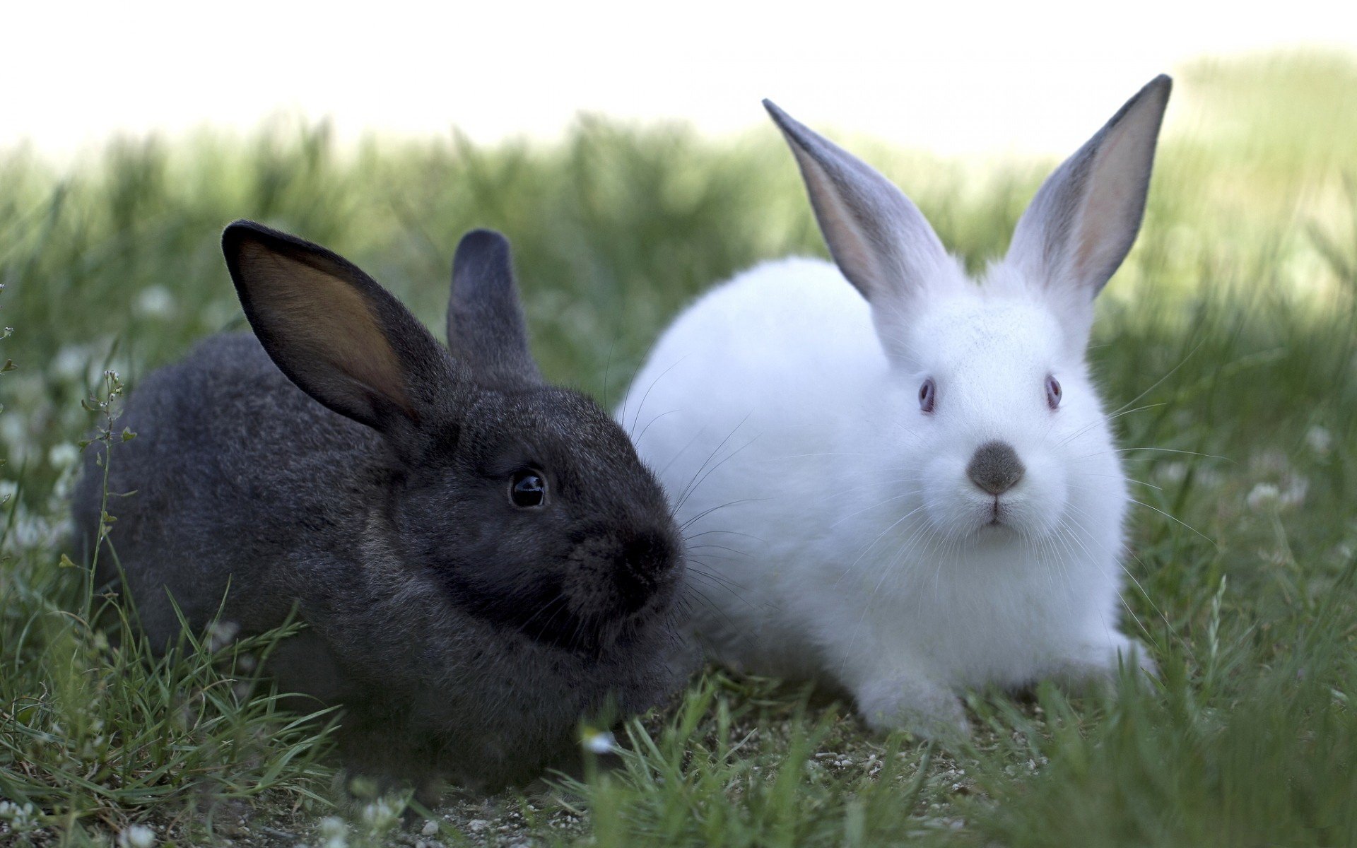 Hình ảnh hai con Thỏ dễ thương