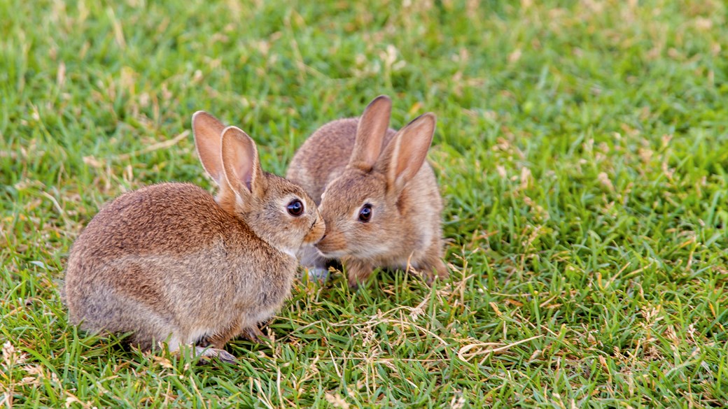 Hình ảnh hai con Thỏ đẹp nhất