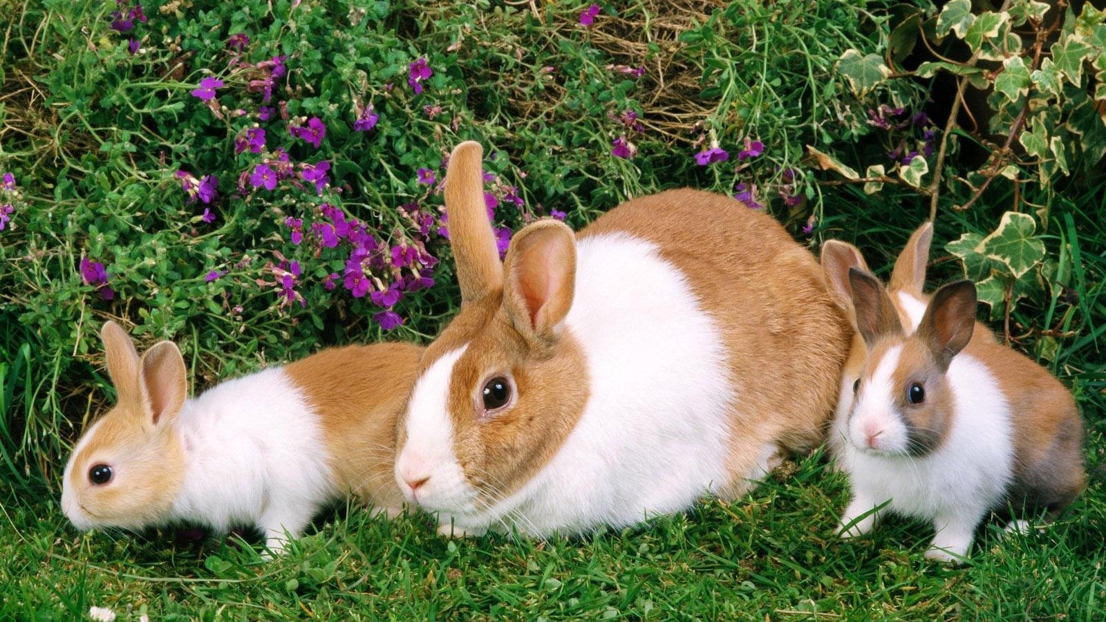 Hình ảnh những chú Thỏ đáng yêu