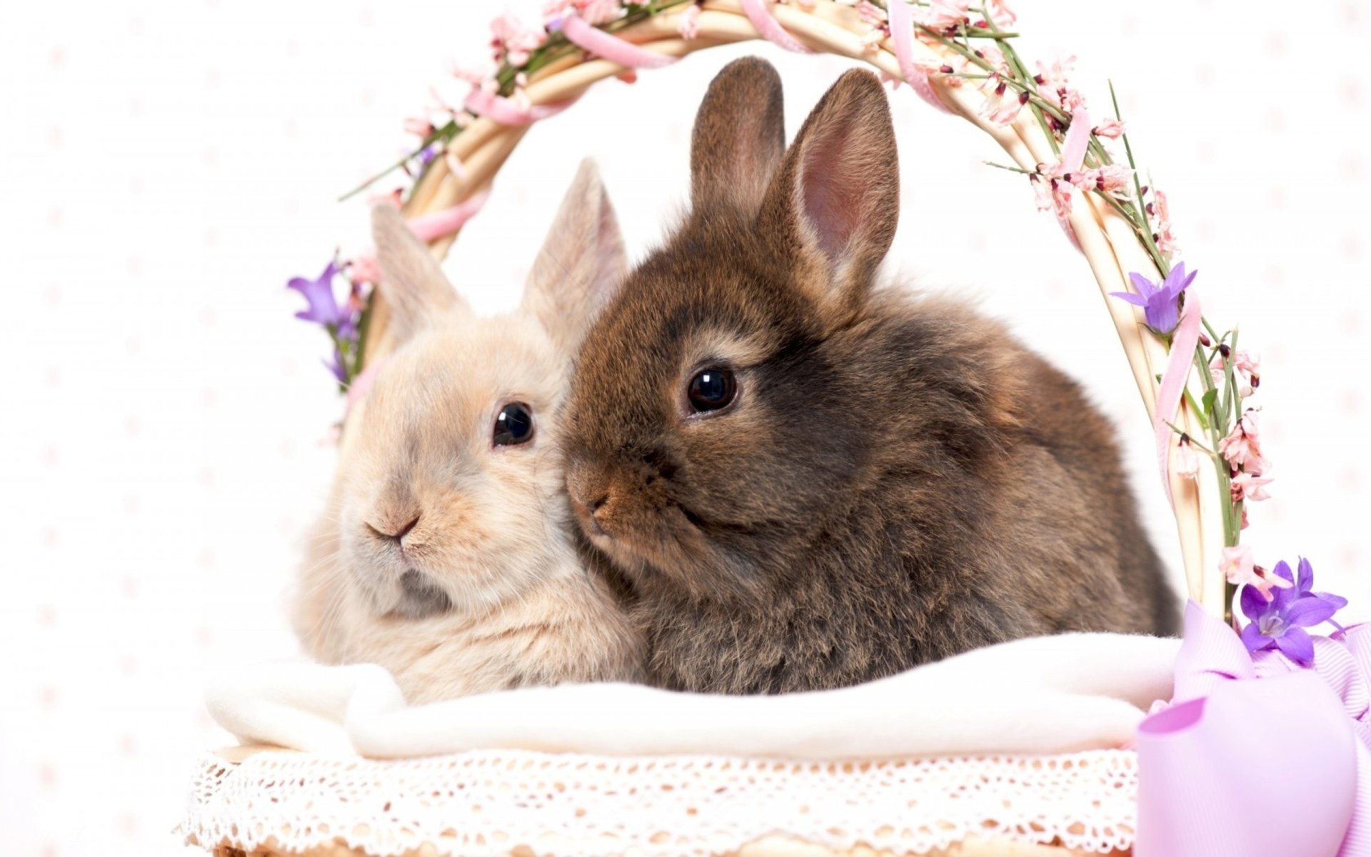 Hình ảnh những con Thỏ dễ thương nhất