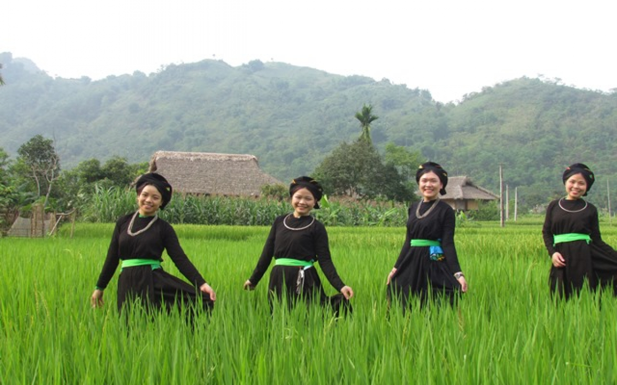 Hình ảnh quê hương các cô trên ruộng lúa