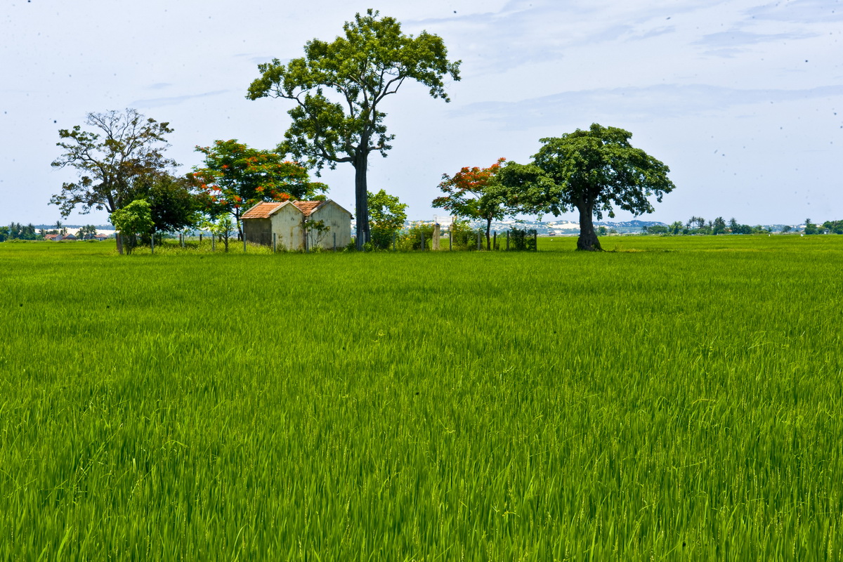 Hình ảnh quê hương với ruộng lúa xanh rì