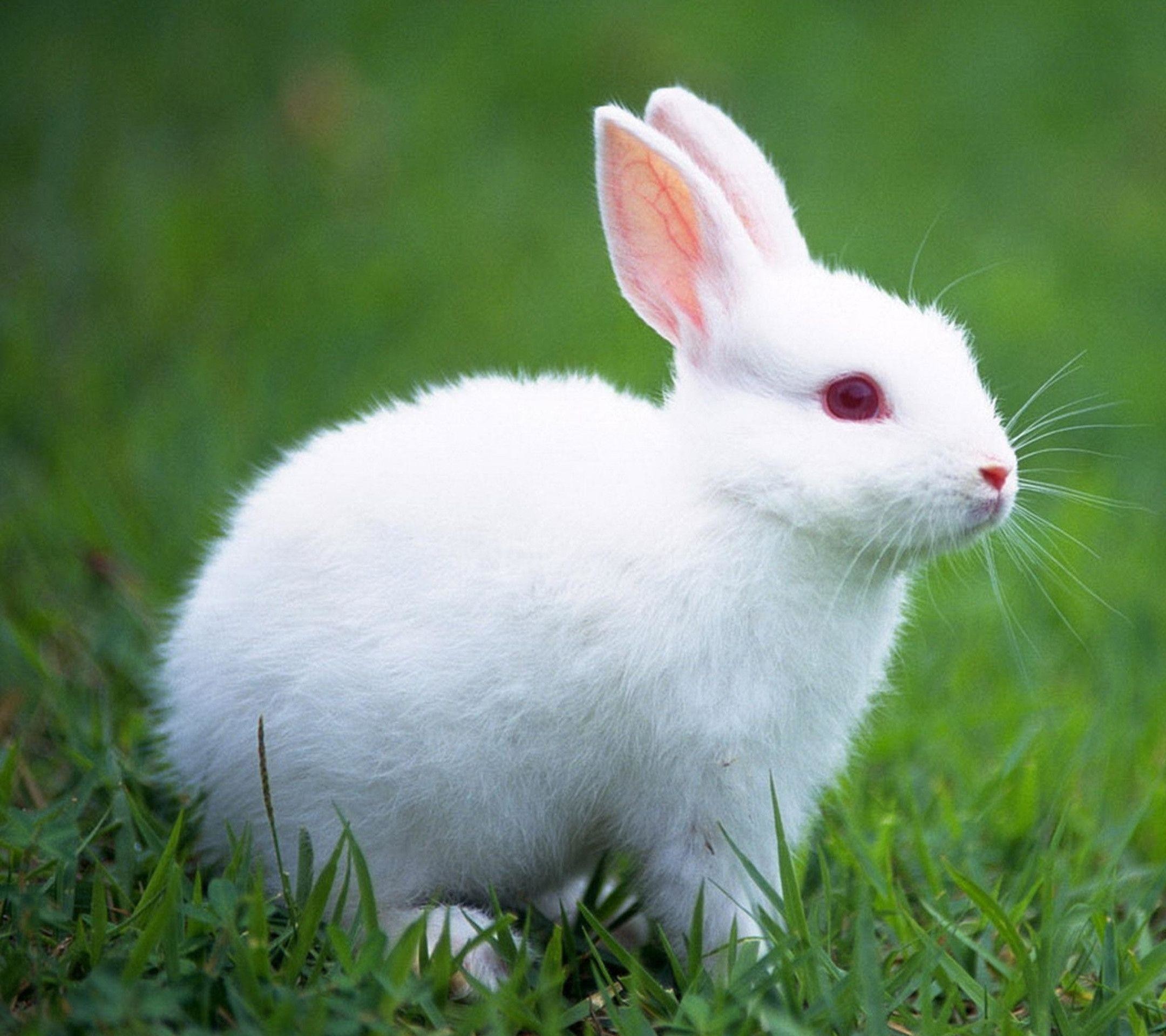 Hình con Thỏ dễ thương nhất