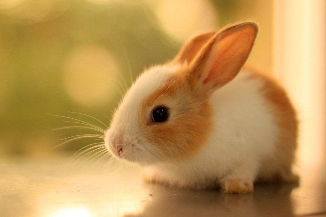 Hình con Thỏ dễ thương