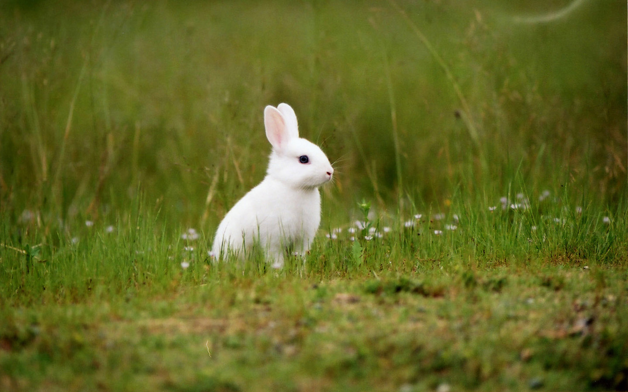 Hình con Thỏ trắng đáng yêu
