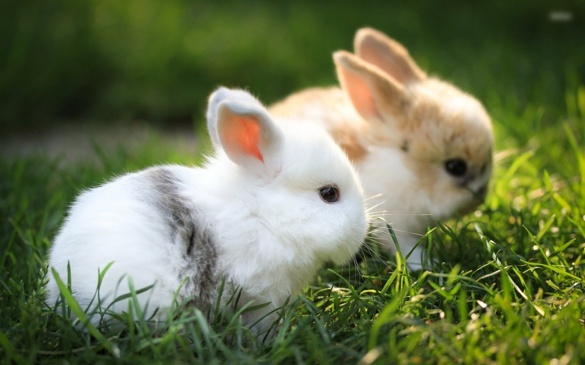 Hình những con Thỏ đẹp nhất