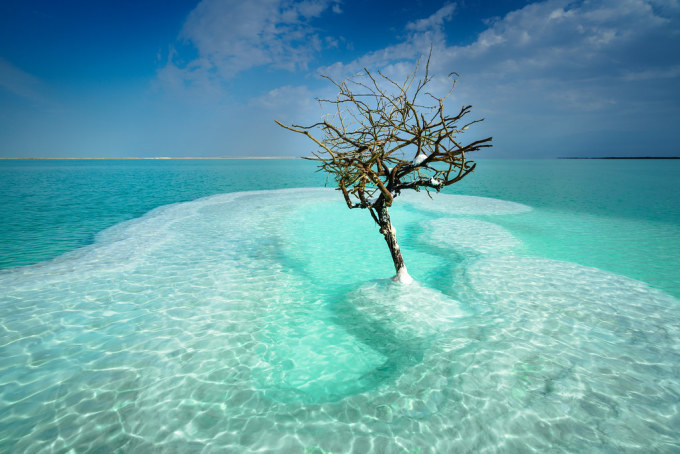 Cây cô đơn nằm giữa Biển Chết. Ảnh: Flickr