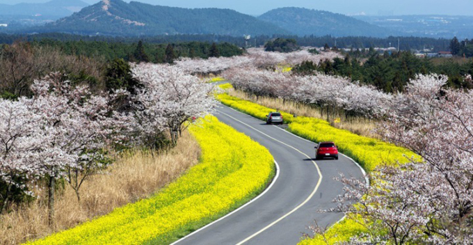 Hoa cải vàng nở rộ vào mùa xuân trên đảo Jeju. Ảnh: Visit Jeju