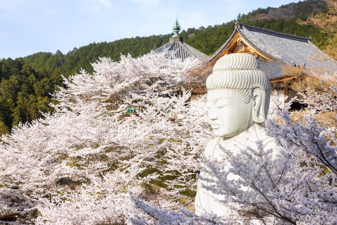 Hoa anh đào nở rộ ở đền Tsubosaka, Nhật Bản cuối tháng 3. Ảnh: Anh Chiêm