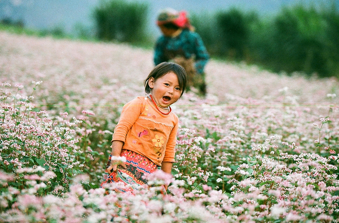 Mùa hoa tam giác mạch tại Mèo Vạc Hà Giang