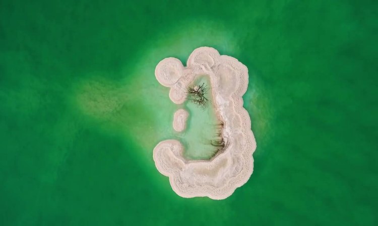 Cây cô đơn ở Biển Chết