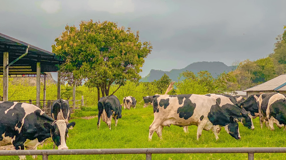 Tại trang trại có đến hơn 20.000 con bò sữa