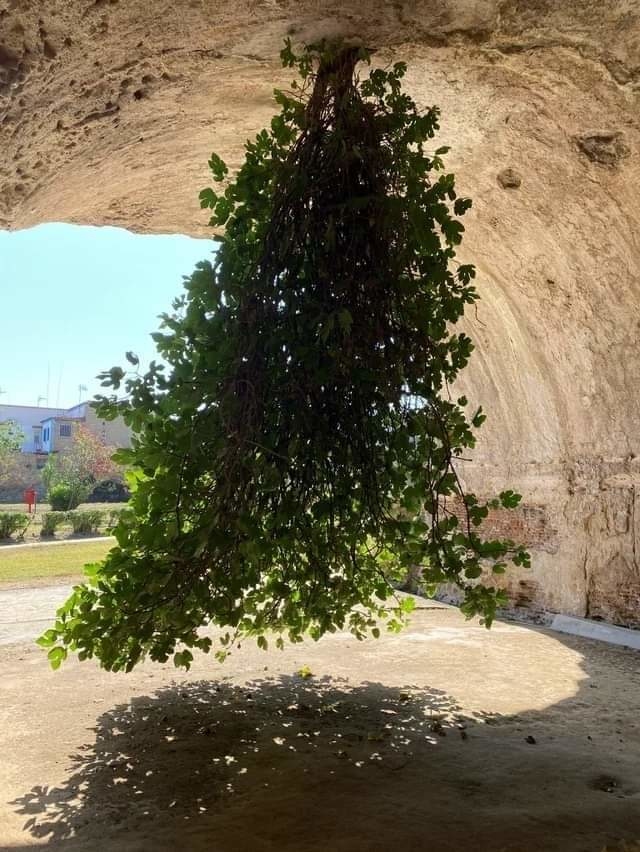 Cây vả mọc từ trên trần nhà ở tàn tích Baiae. Ảnh: Reddit